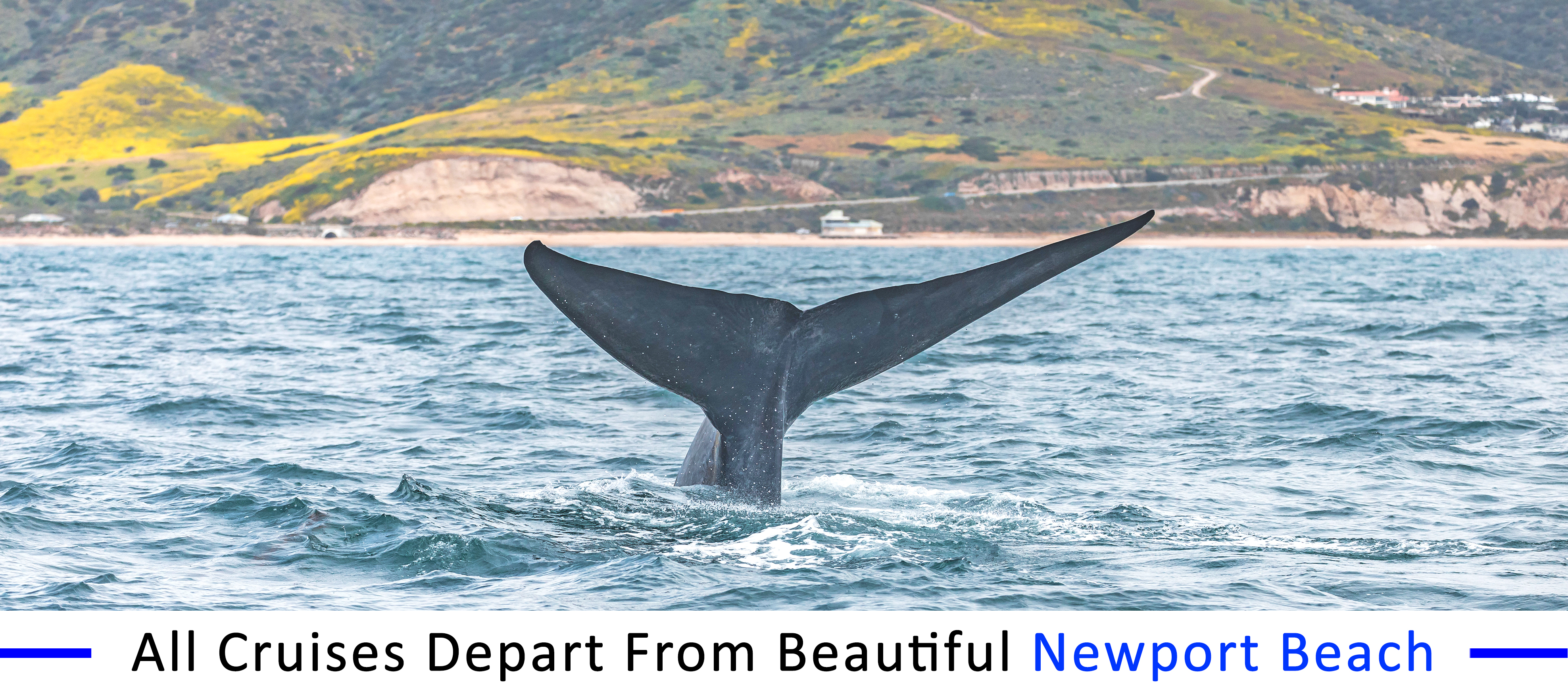 whale-watching-seal-beach-group-pricing
